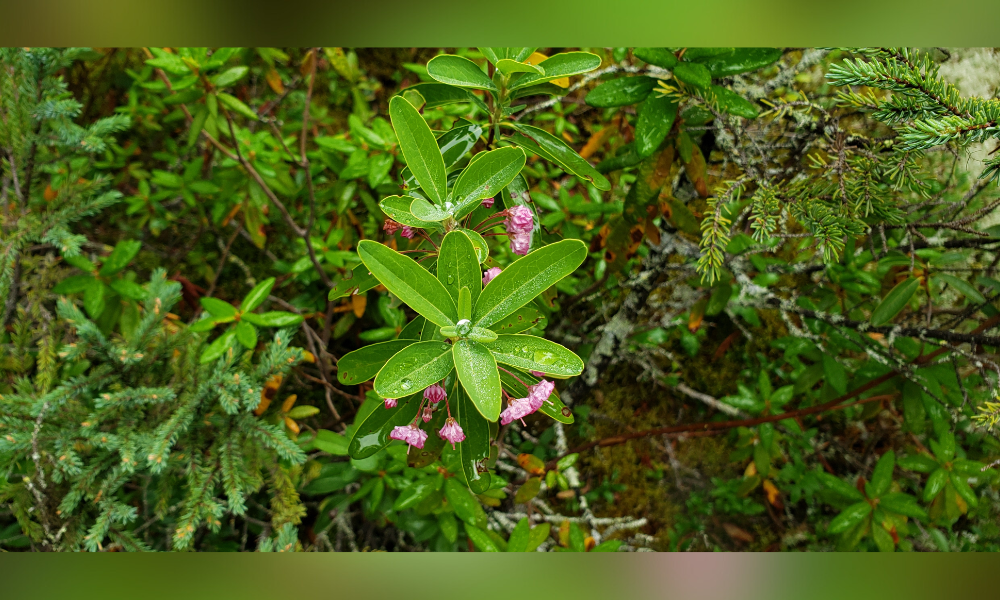 Gros plan d'une petite plante couverte de gouttelettes d'eau